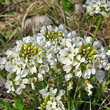 Portraitfoto Thlaspi montanum