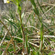 Stängel-/Stammfoto Thlaspi montanum