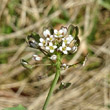 Blütenfoto Thlaspi perfoliatum