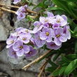 Portraitfoto Thlaspi rotundifolium