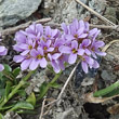 Portraitfoto Thlaspi rotundifolium subsp. corymbosum