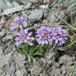 Habitusfoto Thlaspi rotundifolium subsp. corymbosum