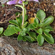 Blätterfoto Thlaspi rotundifolium subsp. corymbosum