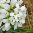 Blütenfoto Thlaspi sylvium