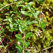 Blätterfoto Thymus alpestris
