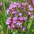 Blütenfoto Thymus praecox subsp.polytrichus