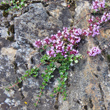 Habitusfoto Thymus praecox subsp.polytrichus