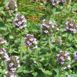 Portraitfoto Thymus pulegioides subsp.carniolicus