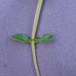 Stängel-/Stammfoto Thymus pulegioides