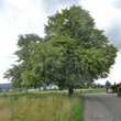 Habitusfoto Tilia cordata