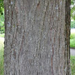 Stängel-/Stammfoto Tilia cordata