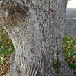 Stängel-/Stammfoto Tilia platyphyllos