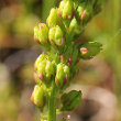 Fruchtfoto Tofieldia calyculata