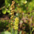 Blütenfoto Tofieldia calyculata