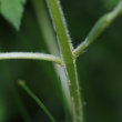 Stängel-/Stammfoto Tozzia alpina