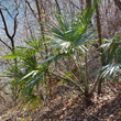 Portraitfoto Trachycarpus fortunei