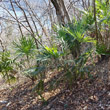 Foto der Jungpflanze Trachycarpus fortunei