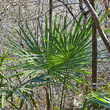 Foto von Besonderheit Trachycarpus fortunei