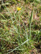 Habitusfoto Tragopogon dubius