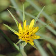 Portraitfoto Tragopogon dubius