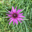 Portraitfoto Tragopogon porrifolius