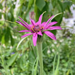 Blütenfoto Tragopogon porrifolius