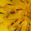 Foto von Besonderheit Tragopogon pratensis ssp. orientale