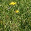 Habitusfoto Tragopogon pratensis ssp. orientale