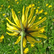 Foto Kelch Tragopogon pratensis ssp. orientale