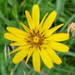 Portraitfoto Tragopogon pratensis