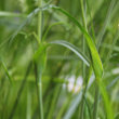 Blätterfoto Tragopogon pratensis