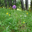 Habitusfoto Traunsteinera globosa