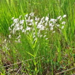 Habitusfoto Trichophorum alpinum