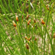 Portraitfoto Trichophorum cespitosum