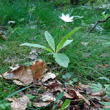 Habitusfoto Trientalis europaea