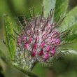 Foto von Besonderheit Trifolium alpestre