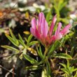 Blütenfoto Trifolium alpinum