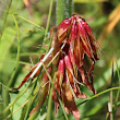 Fruchtfoto Trifolium alpinum
