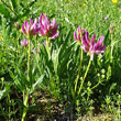 Habitusfoto Trifolium alpinum