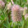 Portraitfoto Trifolium arvense