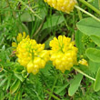 Blütenfoto Trifolium aureum