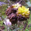 Blütenfoto Trifolium badium