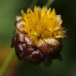 Blütenfoto Trifolium badium