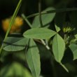 Blätterfoto Trifolium badium