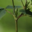 Stängel-/Stammfoto Trifolium badium