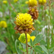 Portraitfoto Trifolium badium