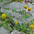 Stängel-/Stammfoto Trifolium badium
