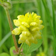 Blütenfoto Trifolium campestre