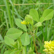 Blätterfoto Trifolium campestre