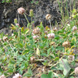 Habitusfoto Trifolium fragiferum
